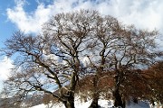 93 Bellissimi i secolari Tre Faggi